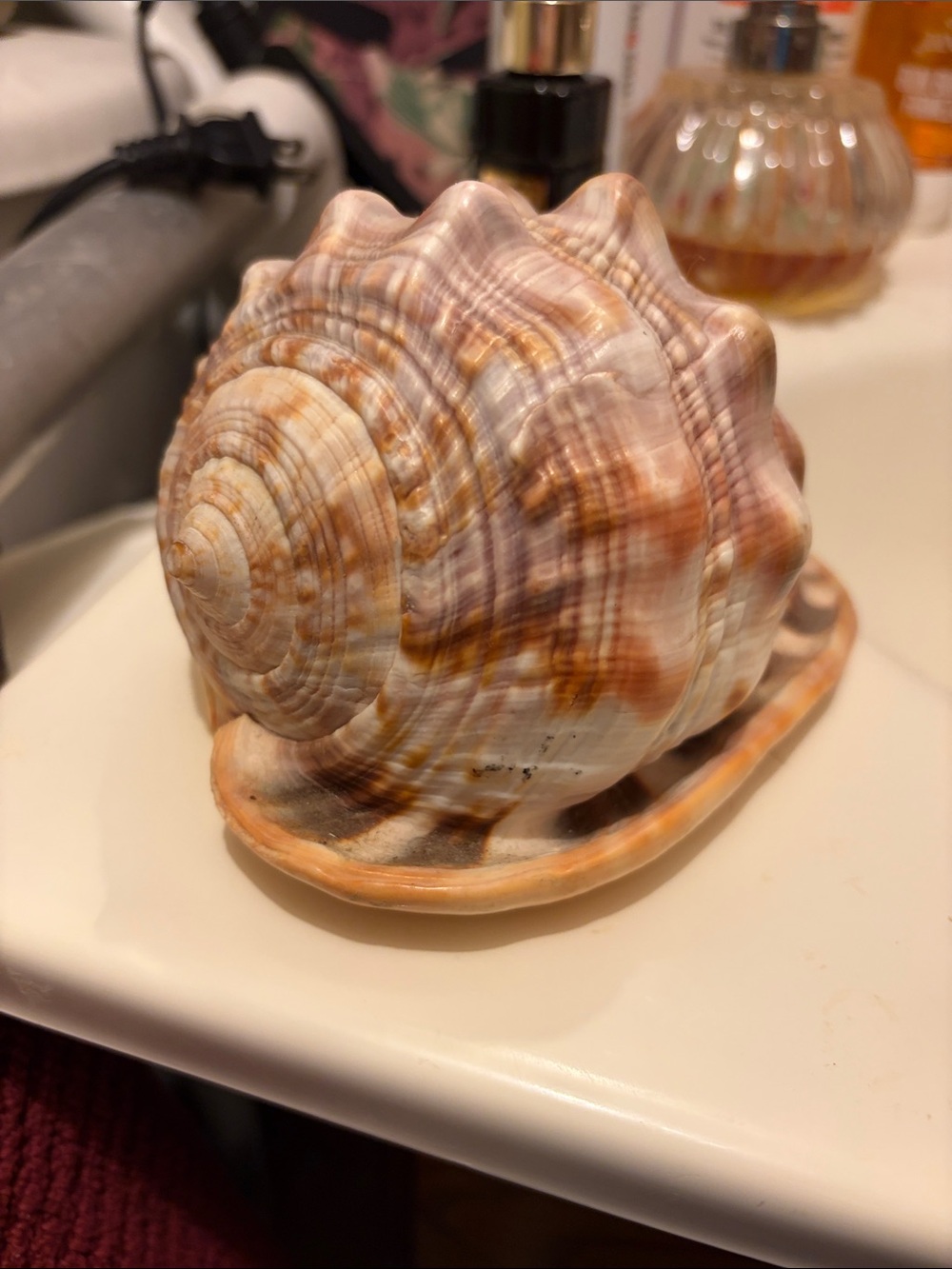 Decorative Natural Seashell Accent - Cream and Tan